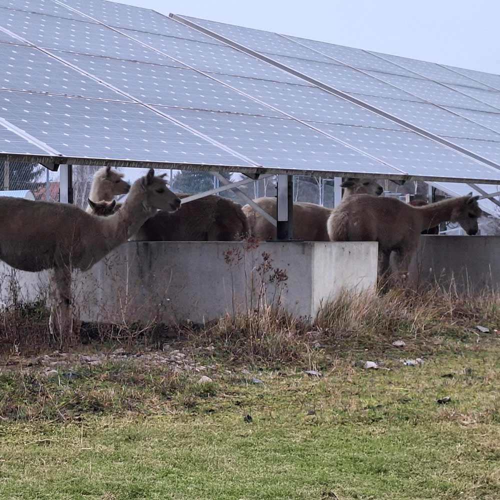 Ihr Solarpark in besten Händen bei MAXX SOLAR & ENERGIE